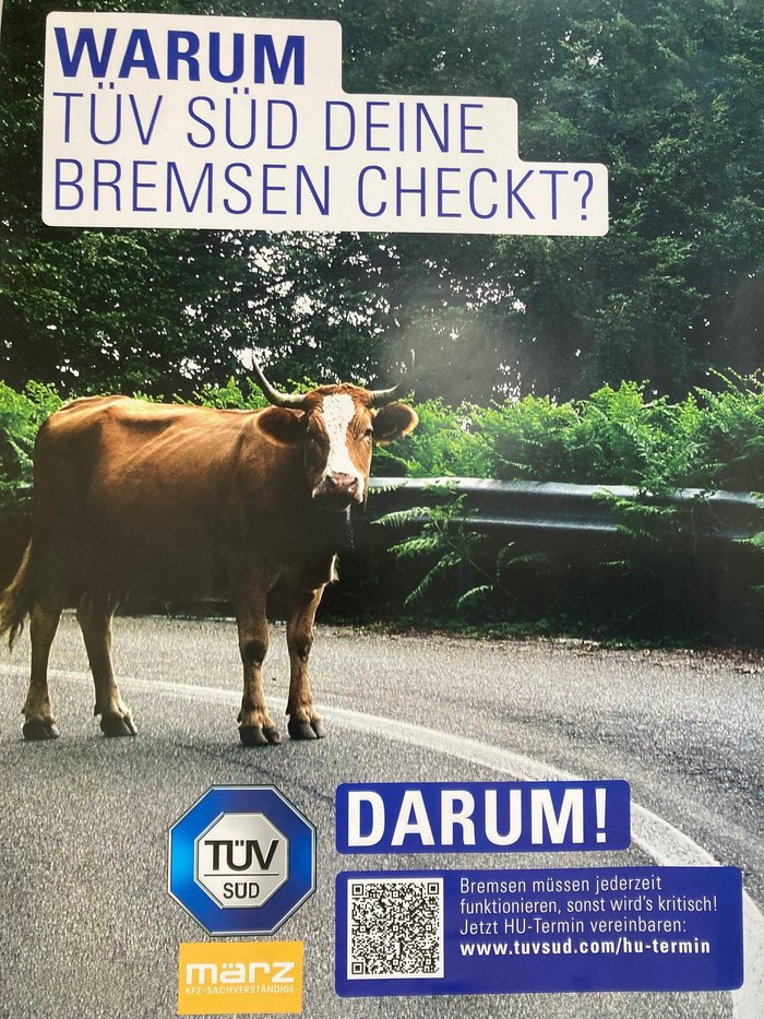 Warum Kuh.jpg